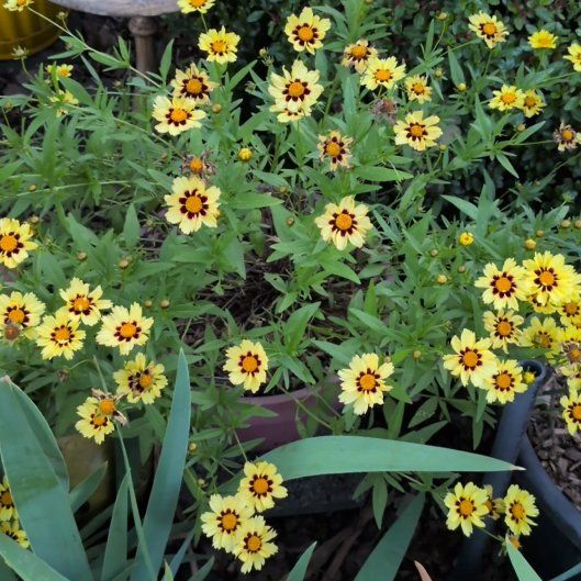 Photo of the plant species Mexican Creeping Zinnia by @StarryPipevine named Kylie on Greg, the plant care app