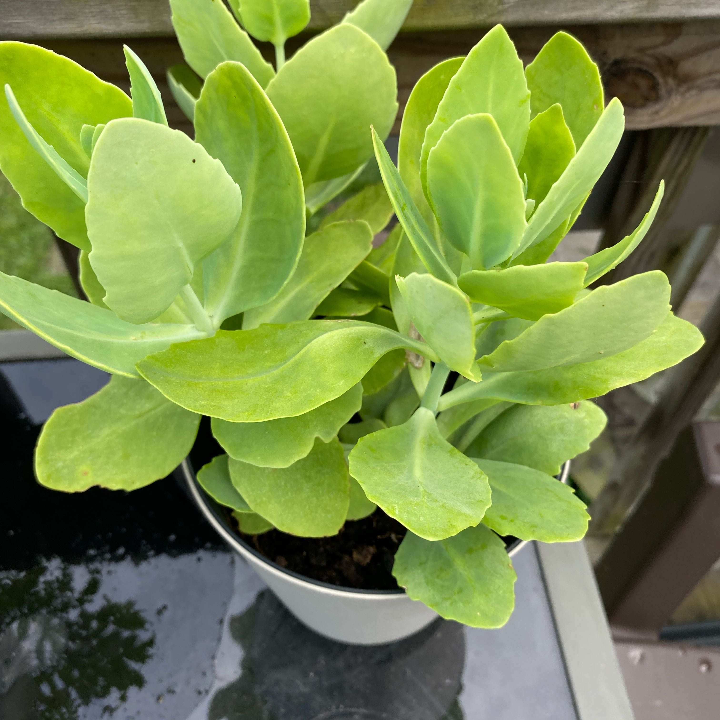 Photo of the plant species Lemonjade Stonecrop by @TheLilLebowski named Snowball on Greg, the plant care app