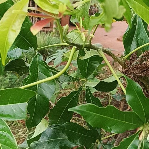 Photo of the plant species Flame Bottletree by @HighestMorombe named Navajo on Greg, the plant care app