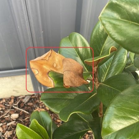 Photo of the plant species Teddy Bear Magnolia by @SatisfiedBeans named LiloStitch on Greg, the plant care app
