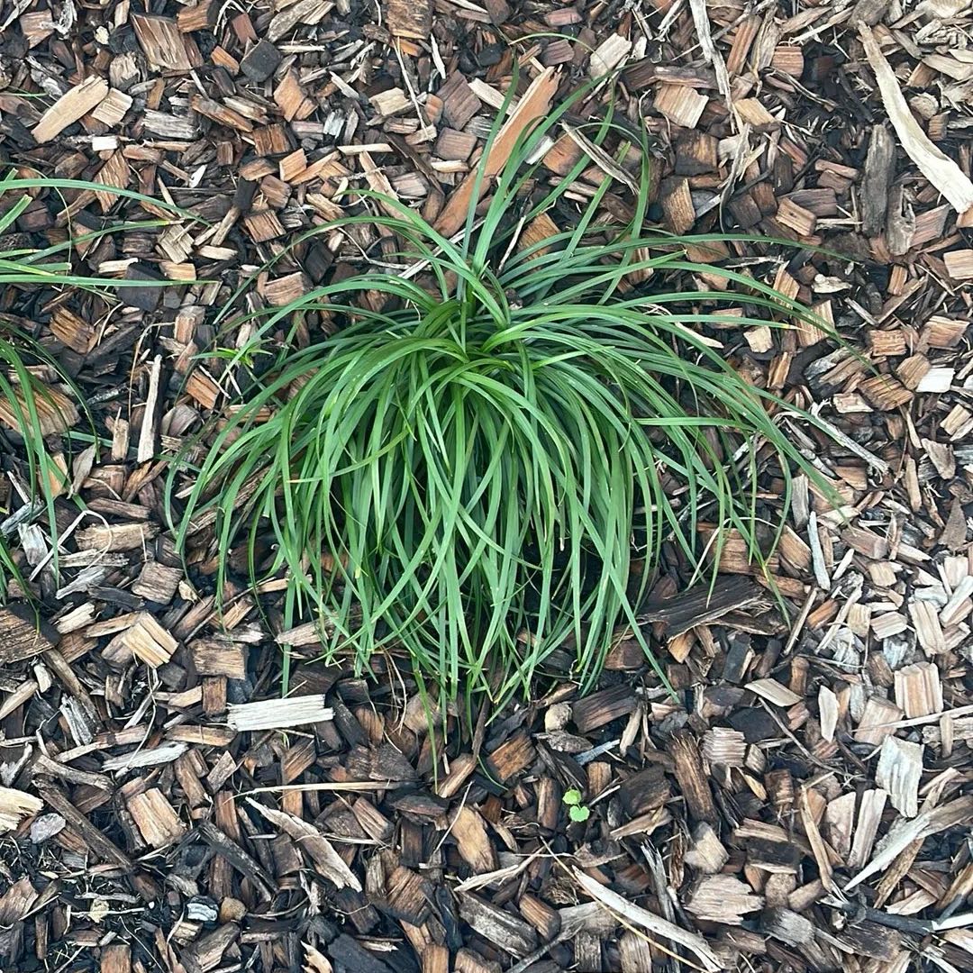 Photo of the plant species Dwarf Lilyturf by @SatisfiedBeans named McKinley on Greg, the plant care app