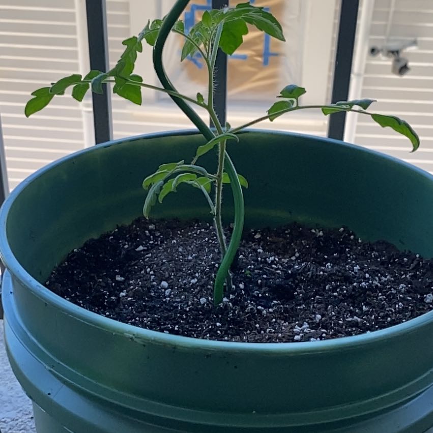 Photo of the plant species Tomato 'Super Sweet 100' by @HoorayHoyabella named Sherlock on Greg, the plant care app