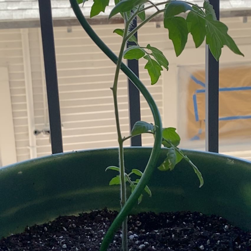 Photo of the plant species Tomato 'Super Sweet 100' by @HoorayHoyabella named Ronaldo on Greg, the plant care app