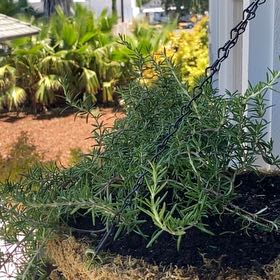 Photo of the plant species Trailing Rosemary by @HoorayHoyabella named Ulysses S Plant on Greg, the plant care app