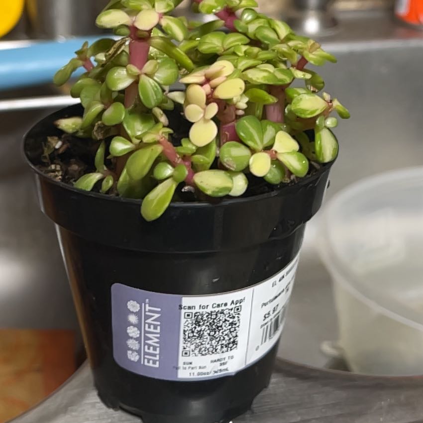 Photo of the plant species Rainbow Bush by @Wisepetal3 named Miriam on Greg, the plant care app