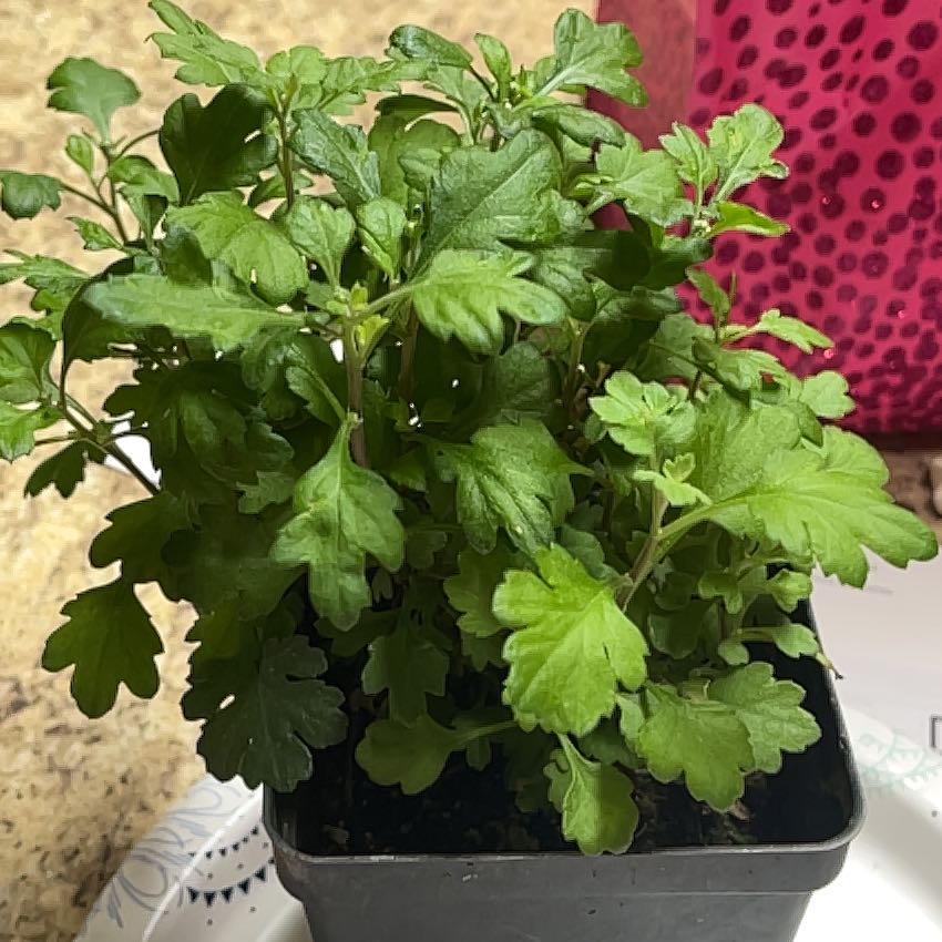 Photo of the plant species Florist's Daisy by @Wisepetal3 named Mumsy on Greg, the plant care app