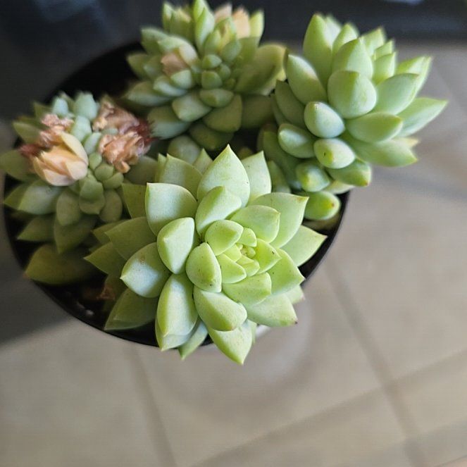 Photo of the plant species Sedeveria 'Peridot Passion' by @IdolAvocado28 named Khaleesi on Greg, the plant care app