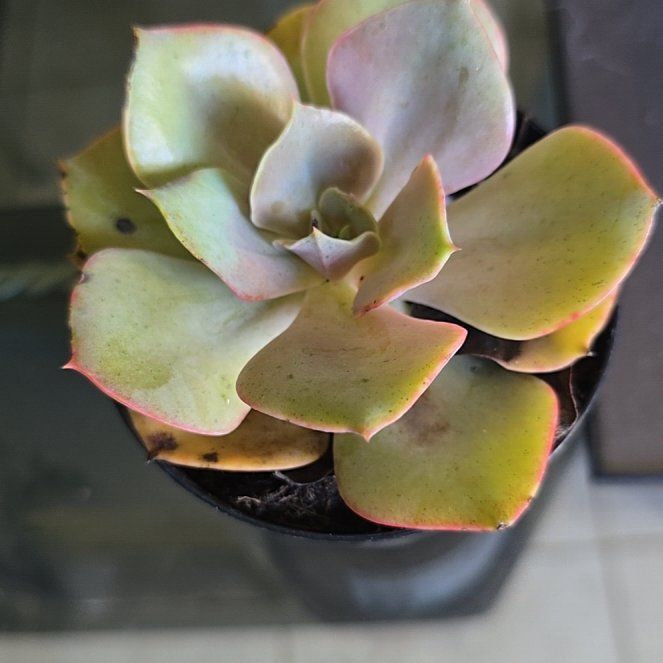 Photo of the plant species Echeveria 'Xanthe Rose' by @IdolAvocado28 named Terra on Greg, the plant care app