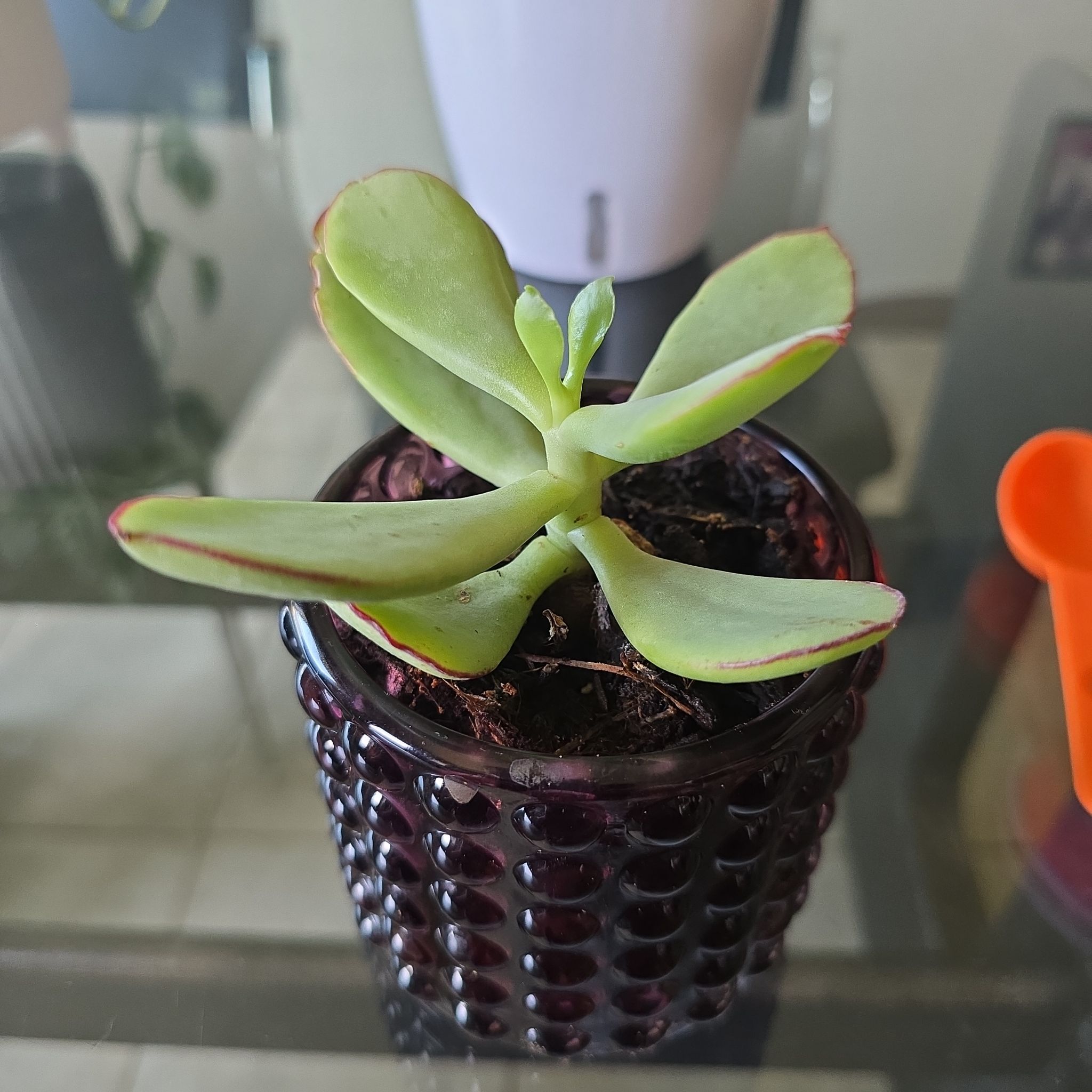 Photo of the plant species Cotyledon 'Mint Truffles' by @IdolAvocado28 named Wall-E on Greg, the plant care app