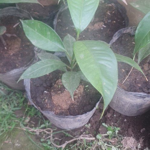 Photo of the plant species Purple Mangosteen by @SmashingSoursop named Purple Mangosteen on Greg, the plant care app