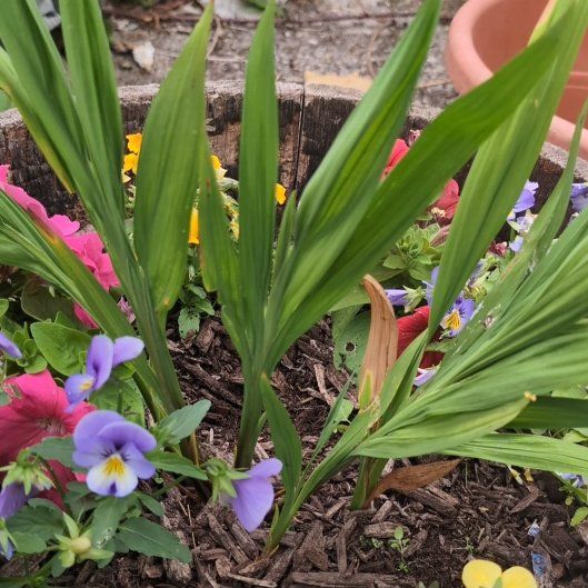 Photo of the plant species Crocosmia 'lucifer' by @JauntyMorombe62 named Dax on Greg, the plant care app
