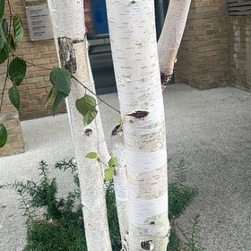 Photo of the plant species Mountain Paper Birch by @KeyBoneset44 named Kendall on Greg, the plant care app