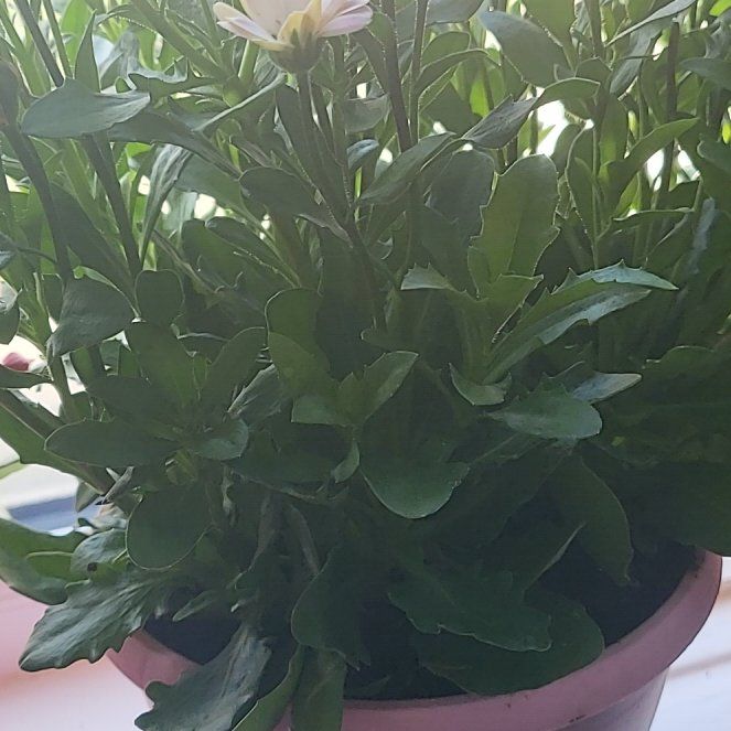 Photo of the plant species Cape Daisy by @NewBlinks80 named Girlfrond on Greg, the plant care app
