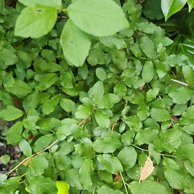 Photo of the plant species Blackthorn by @LiteraryColeus6 named Athena on Greg, the plant care app