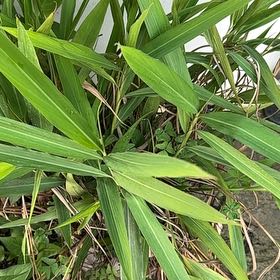 Photo of the plant species Switchcane by @AssiduousKawaka named Tree Diddy on Greg, the plant care app