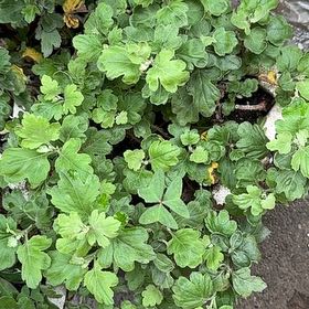 Photo of the plant species Alexanders by @AssiduousKawaka named Drake on Greg, the plant care app