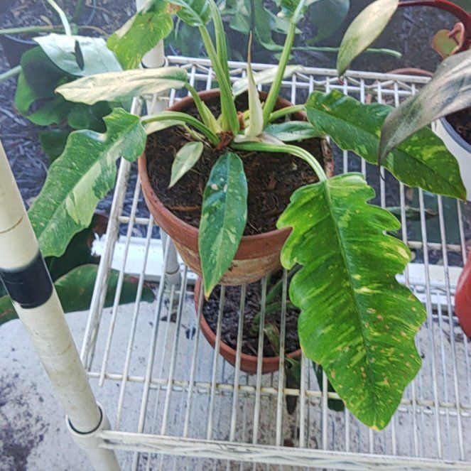 Photo of the plant species Ring Of Fire by @StoutOakfern53 named LiloStitch on Greg, the plant care app