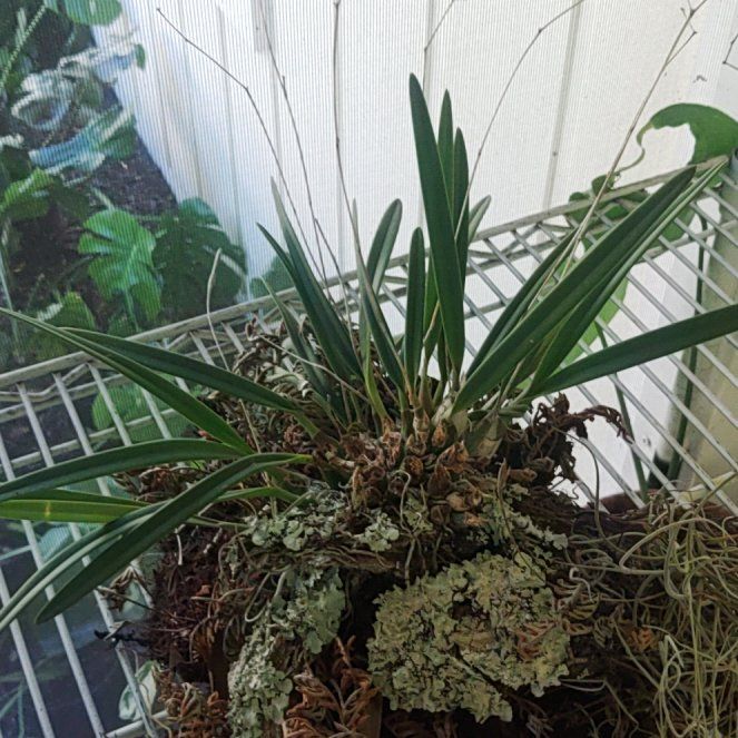 Photo of the plant species Tampa Butterfly Orchid by @StoutOakfern53 named Denali on Greg, the plant care app