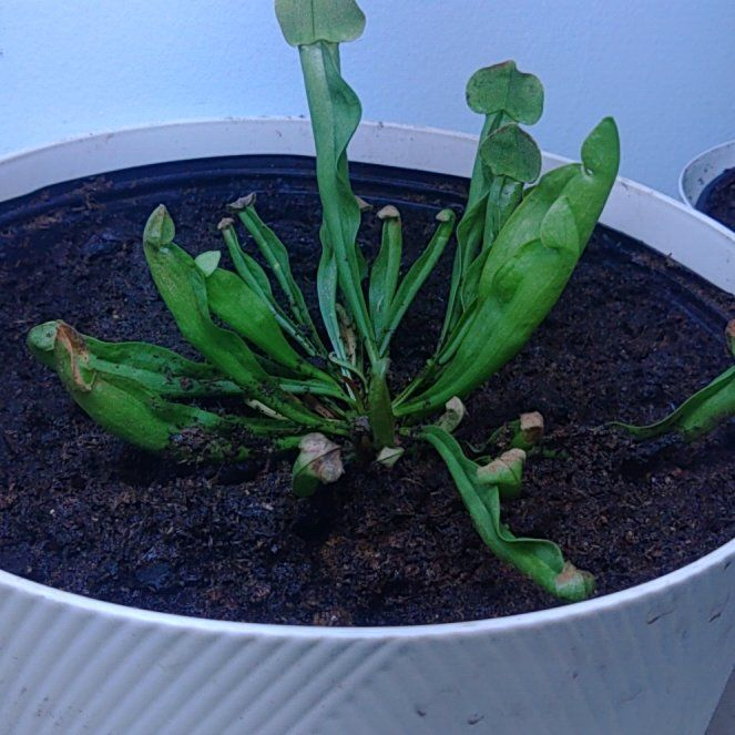 Photo of the plant species Hooded Pitcherplant by @StoutOakfern53 named ChloroPhil on Greg, the plant care app