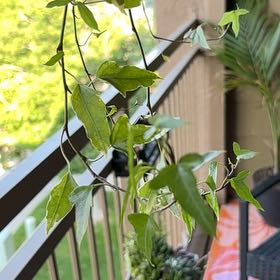 Photo of the plant species Spearpoint Ivy by @HotOgreears67 named Fernie Mercury on Greg, the plant care app