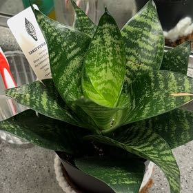 Photo of the plant species sanseviera trifasciata 'golden hahnii' by @HotOgreears67 named Michelle Branch on Greg, the plant care app