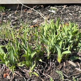 Photo of the plant species Wild Ramp by @RegalGreen4 named Planty on Greg, the plant care app
