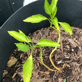 Photo of the plant species Banana Pepper by @LargeCapeivy59 named Hemingway on Greg, the plant care app