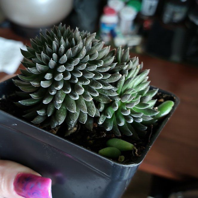 Photo of the plant species Crested Chinese Jade by @NeatCanna1 named Navajo on Greg, the plant care app