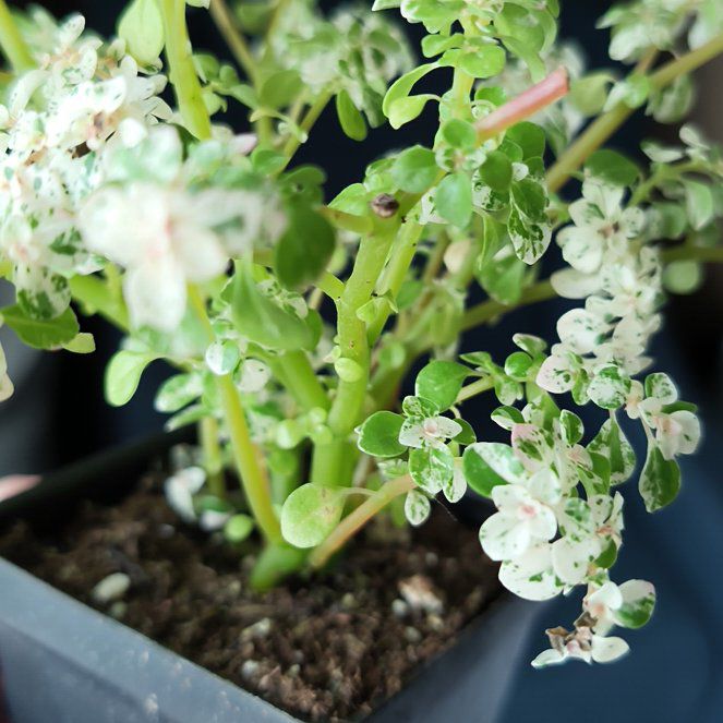 Photo of the plant species artillery plant by @NeatCanna1 named Cleopatra on Greg, the plant care app