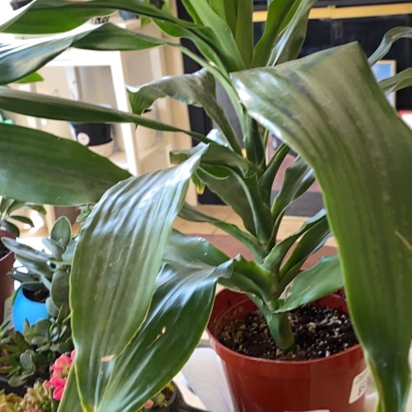 Photo of the plant species Dracaena 'Torch' by @WinBokchoi99 named Girlfrond on Greg, the plant care app