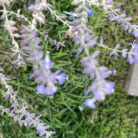 Photo of the plant species Prairie Sage by @DapperPhlox31 named Wall-E on Greg, the plant care app