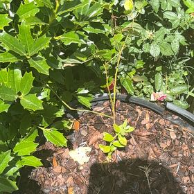 Photo of the plant species Blueberry by @PumpedupFicus88 named Ronaldo on Greg, the plant care app