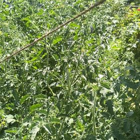 Photo of the plant species Tomato 'Rutgers' by @PumpedupFicus88 named Mochi on Greg, the plant care app
