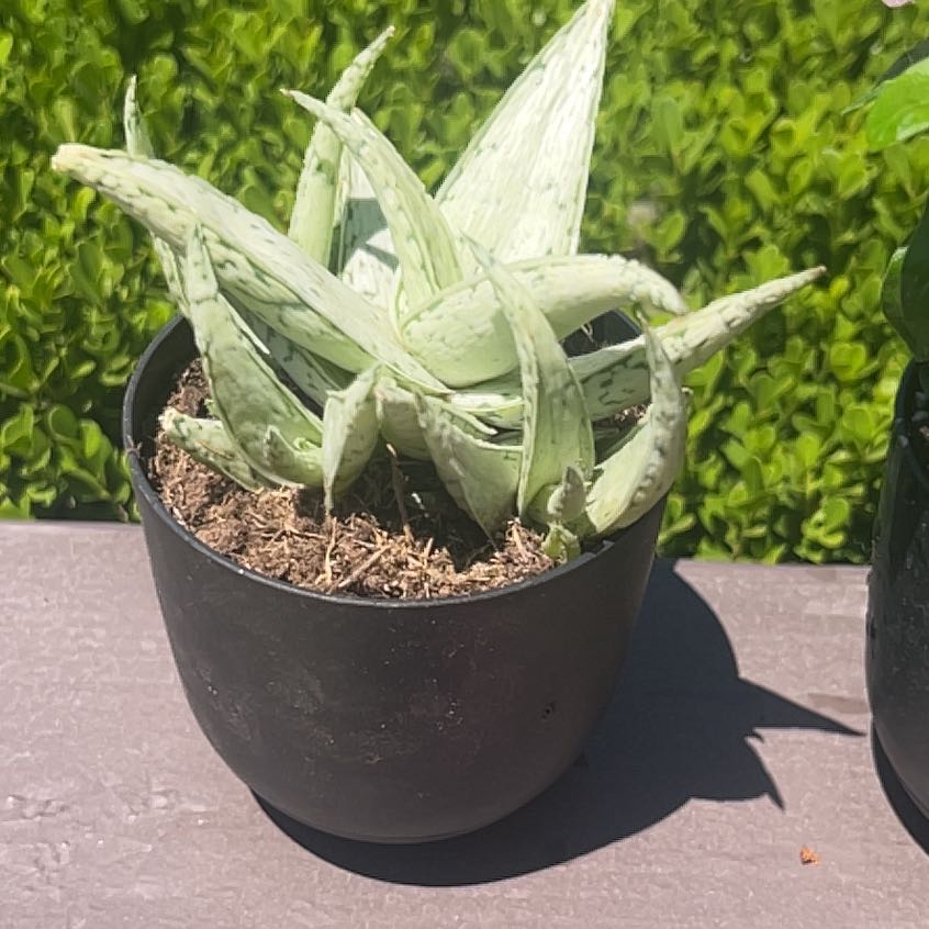 Photo of the plant species Aloe 'Snow Drift' by @HipKawakawa56 named Tolkien on Greg, the plant care app