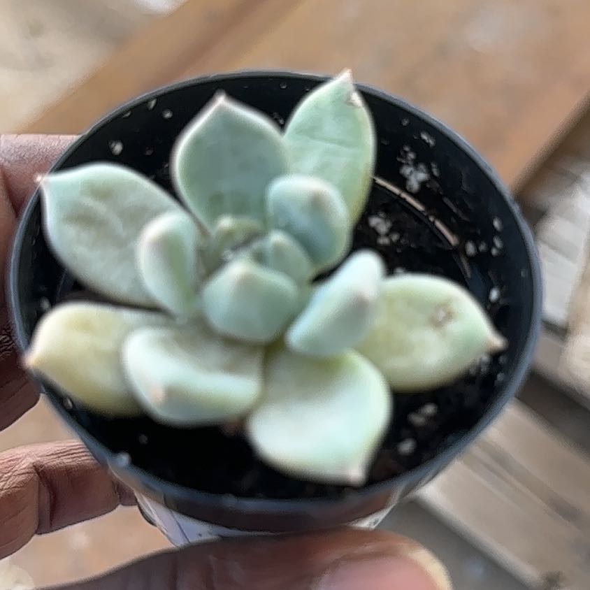 Photo of the plant species Pachyphytum aquamarine? by @YeahRedfir86 named Houston on Greg, the plant care app