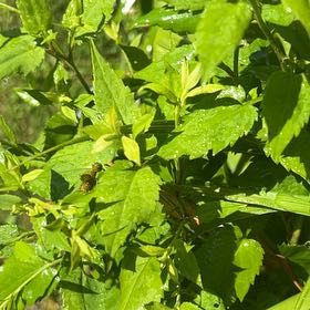 Photo of the plant species Cat's Whiskers by @AwakeBonsai66 named Elina on Greg, the plant care app