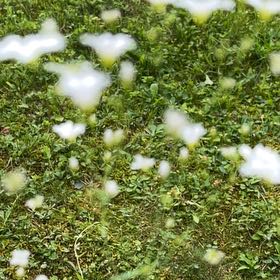 Photo of the plant species Upland Cotton by @AwakeBonsai66 named Tree Diddy on Greg, the plant care app