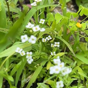 Photo of the plant species True Forget-Me-Not by @AwakeBonsai66 named Sonora on Greg, the plant care app