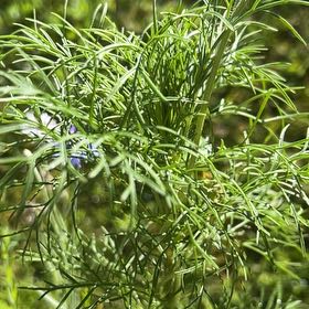 Photo of the plant species Devil in the Bush by @AwakeBonsai66 named Planty on Greg, the plant care app