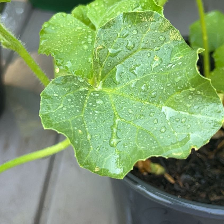 Photo of the plant species Centella by @AwakeBonsai66 named Kobe on Greg, the plant care app