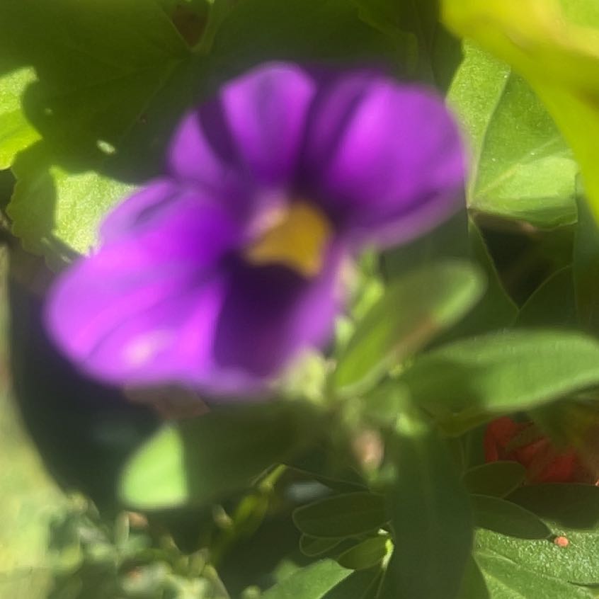 Photo of the plant species Colorado Four O'Clock by @AwakeBonsai66 named Sage on Greg, the plant care app