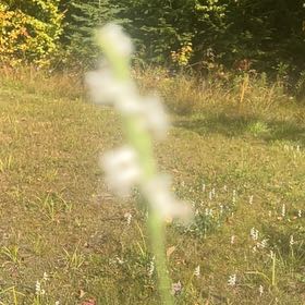Photo of the plant species Texas Vervain by @AwakeBonsai66 named Leaf Erickson on Greg, the plant care app
