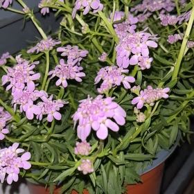 Photo of the plant species Iberis Umbellata by @FirstGreyghost named Naomi on Greg, the plant care app