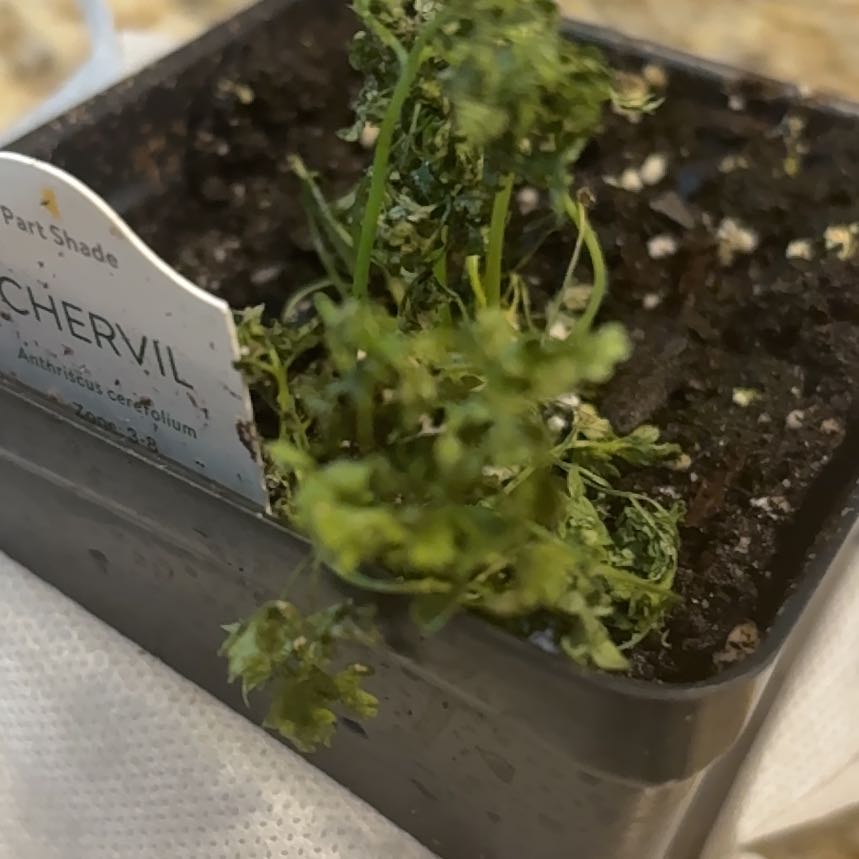 Photo of the plant species Chervil by @BabyCobnut30 named da Vinci on Greg, the plant care app