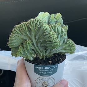 Photo of the plant species Myrtillocactus geometrizans f. cristata 'Indigo Wave' by @JovialCashew23 named Gregg on Greg, the plant care app