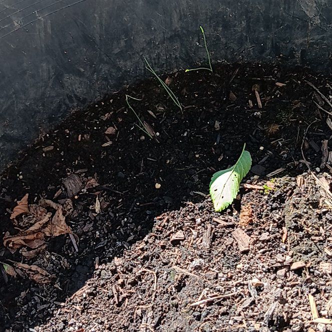 Photo of the plant species Chives 'Fine Leaf' by @BeautifulHope89 named Loki on Greg, the plant care app