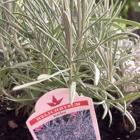 Photo of the plant species Helichrysum 'Icicles' by @YardSpinach39 named Surya on Greg, the plant care app