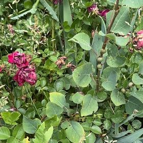 Photo of the plant species Etruscan Honeysuckle by @ArtistePotato74 named Gaga on Greg, the plant care app