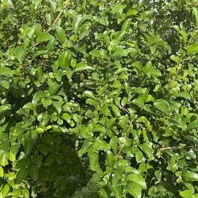 Photo of the plant species Crossberry by @ArtistePotato74 named Nithin on Greg, the plant care app