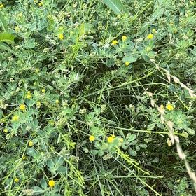 Photo of the plant species Alfalfa by @ArtistePotato74 named Mando on Greg, the plant care app